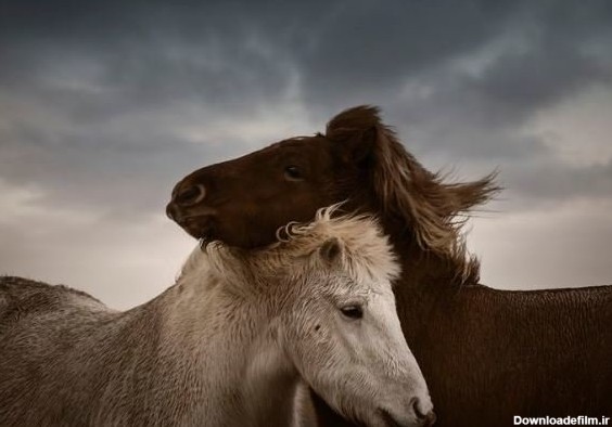 عکس | عاشقانه‌های ۲ اسب در عکس روز نشنال جئوگرافیک - خبرآنلاین