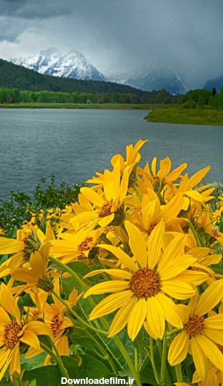 گل و دریا در طبیعت - عکس ویسگون
