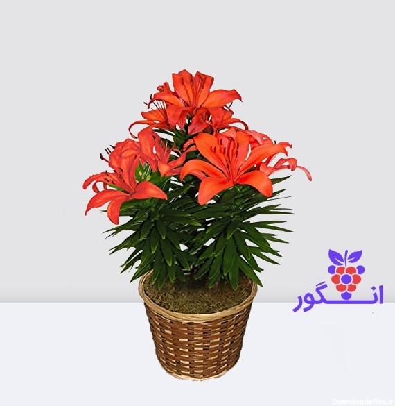 گلدان لیلیوم- گل لیلیوم ویژه عید نوروز- گلفروشی آنلاین
