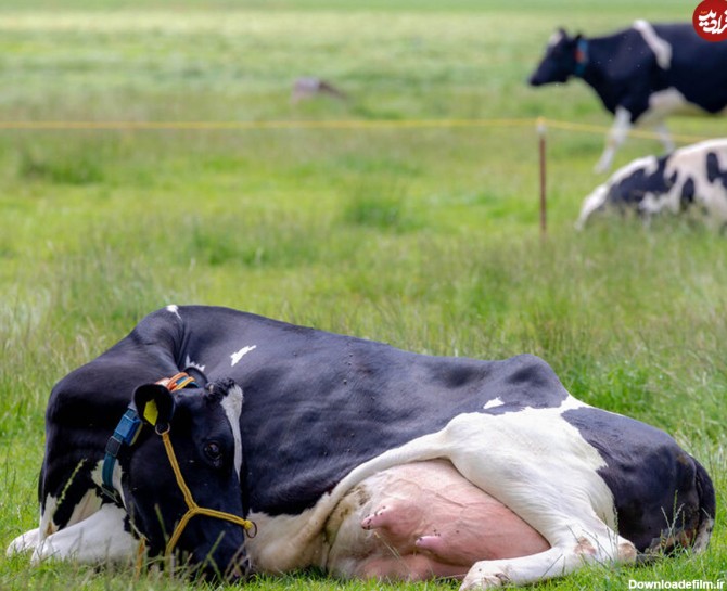 (عکس) این گاو عجیب شیر کم چرب تولید می کند!