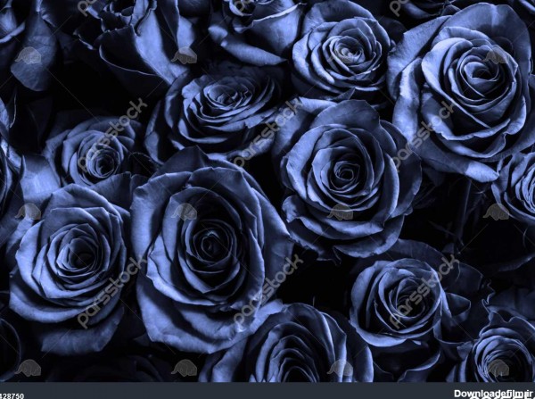 پس زمینه آبی تیره آبی پس زمینه ناز گل رز کارت تبریک با گل رز لوکس ...