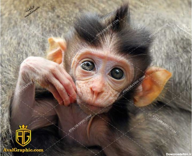 عکس با کیفیت بچه میمون