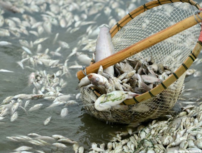 صید ماهی عجیب در چین: ماهی با سر پرنده (عکس)