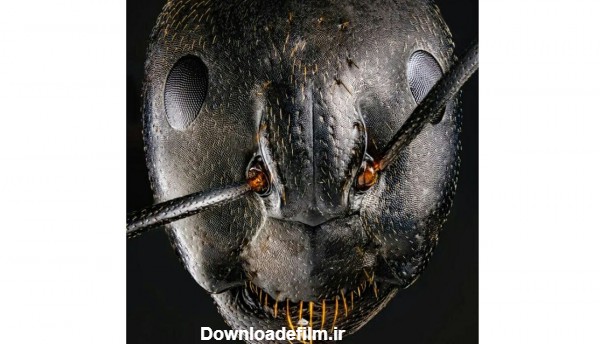 ببینید / عکس هایی از ترسناکترین تصاویر از صورت مورچه ، سوسک و عنکبوت!