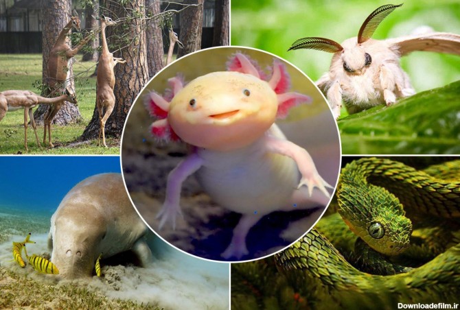 42 مورد از عجیب ترین حیوانات جهان + تصویر