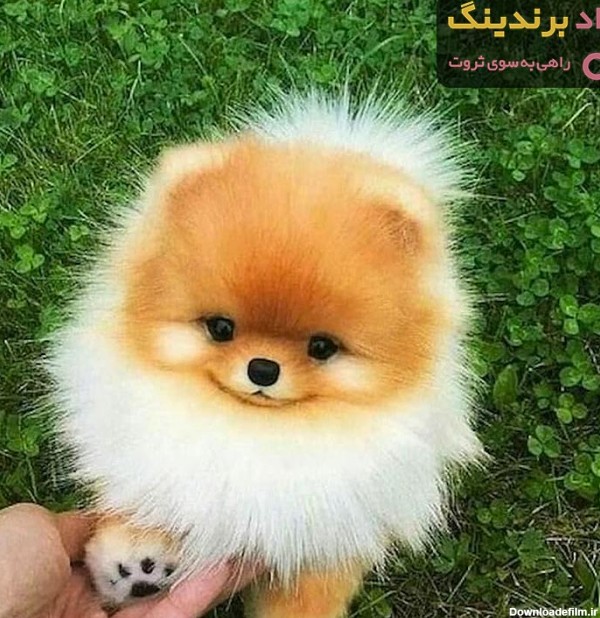 سگ جیبی؛ فروش سگ جیبی در 3 شهر تبریز، تهران، زنجان - آراد برندینگ