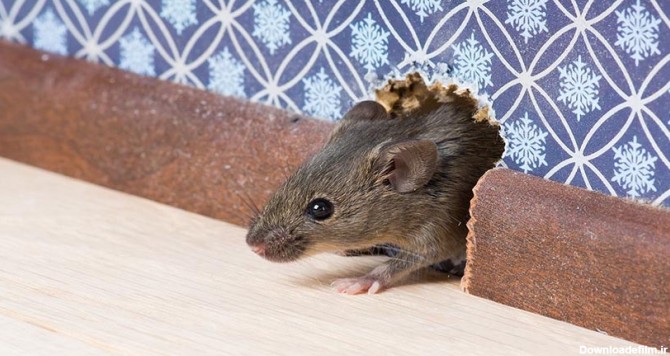 موش،سم موش خانگی | شرکت سمپاشی سم گستر افق