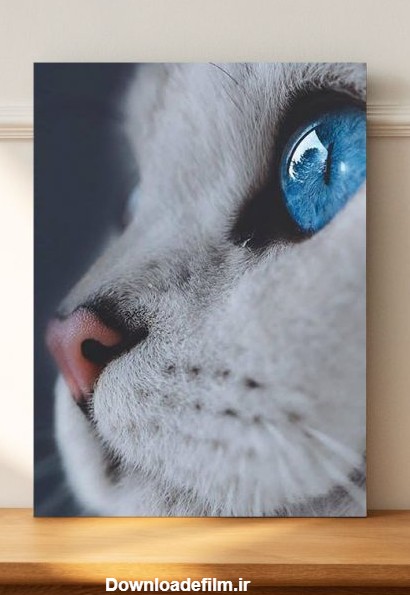 تابلو حیوانات گربه چشم آبی