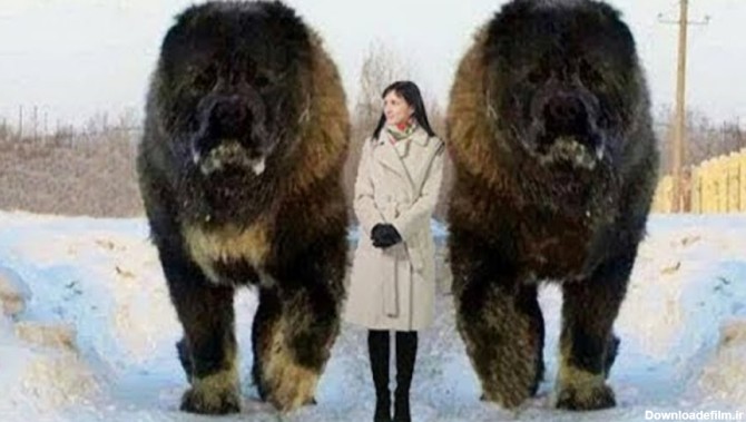 10 سگ غول پیکر و بزرگ در دنیا که از دیدن آنها حیرت زده خواهی شد