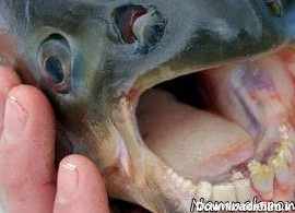 ماهی عجیب الخلقه با دندان هایی شبیه به انسان! + عکس