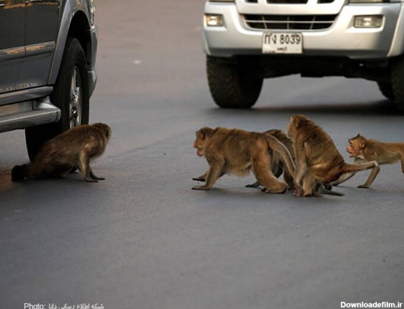 عکس/مسافرت دسته جمعی میمون ها