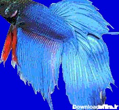 ماهی فایتر (جنگجوی سیامی) - شناخت، نگهداری و تکثیر - ماهیان اب شیرین