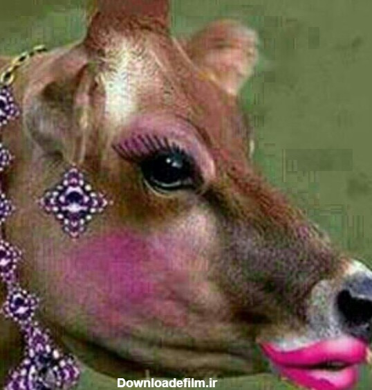 گاو ماده خوشگله - عکس ویسگون