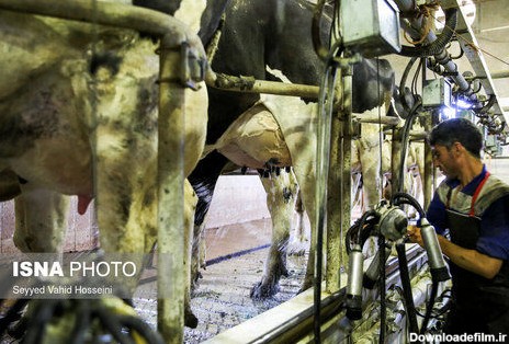 تصاویر: مراحل پرورش و نگهداری گاو در گاوداری