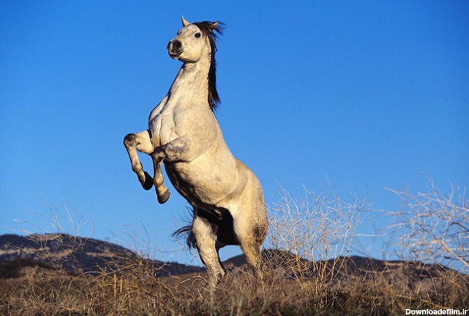 عکس اسب سفید وحشی - مسترگراف