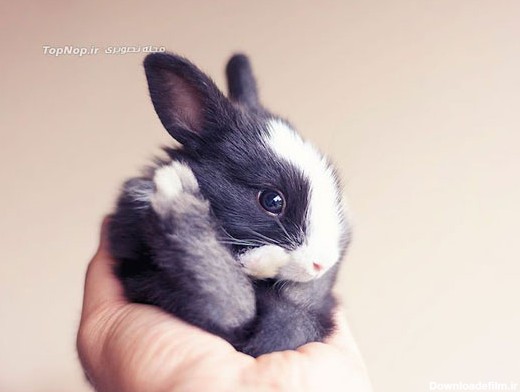 عکاسی از بچه خرگوش‌های کوچک و بامزه