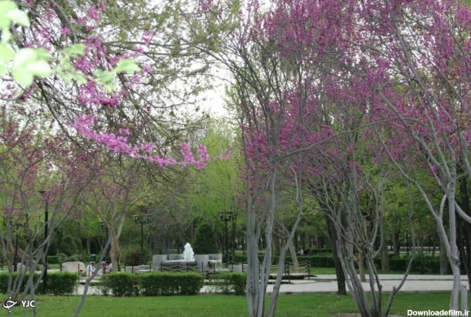 جلوه های دل انگیز بهاری در پارک ملت مشهد