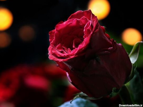 عکس پروفایل گل رز و قرمز زیبا : u/mootuiane