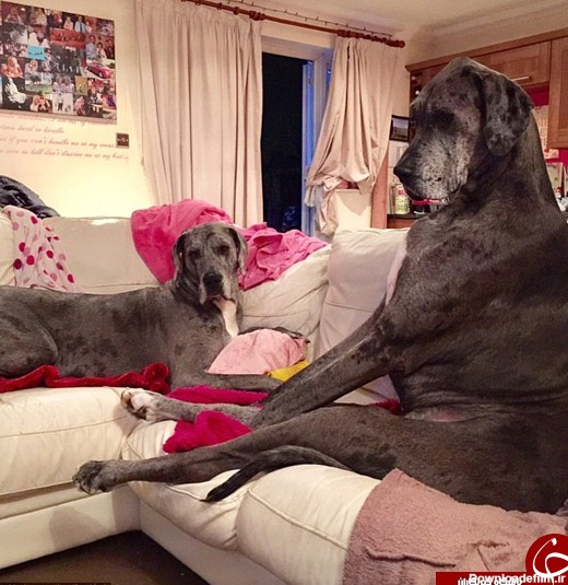 بزرگ ترین سگ جهان (+عکس)