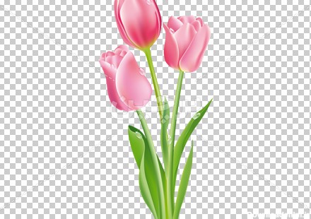 Borchin-ir-pink tulip flower نقاشی دیجیتالی گلهای لاله صورتی زیبا۲