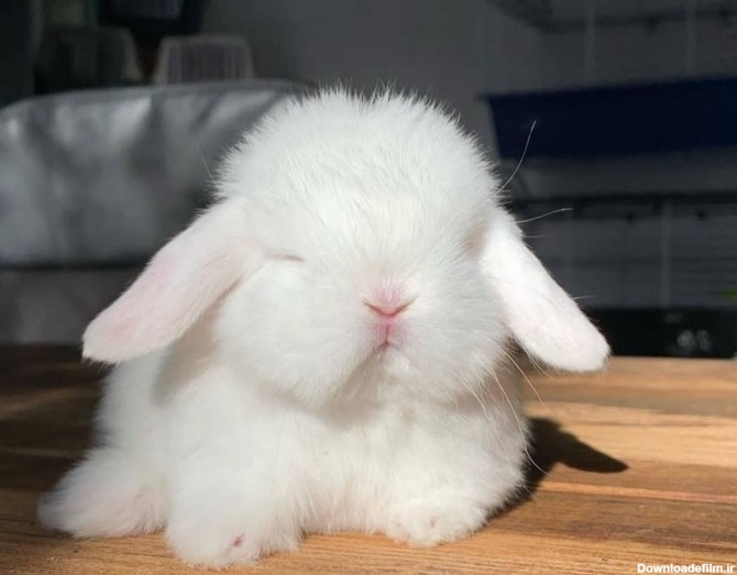 خرید و قیمت خرگوش لوپ اصل نژاد دار  (عکس و ویدیو)✓توضیحات