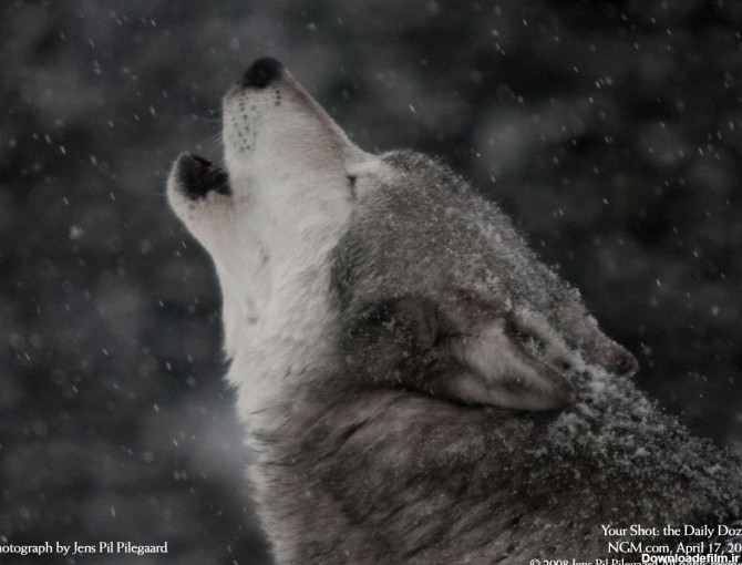 يک گرگ درحال زوزه کشيدن در زير بارش برف