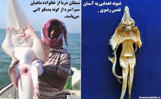 ماهی شیطان دریا | یک شکارچی وحشتناک ☀️ کارناوال