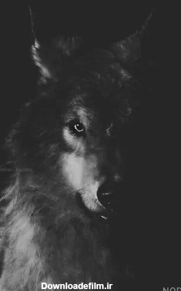 عکس گرگ سیاه و سفید
