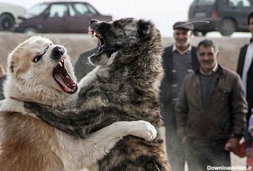 عکس و فیلم دعوای سگ ها