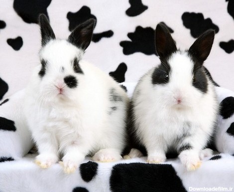 آخرین خبر | عکس/ خرگوش های سیاه سفید!