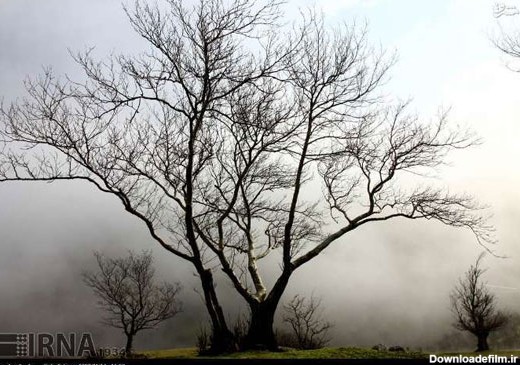 عکس: جلوه زیبای مه در طبیعت رشت