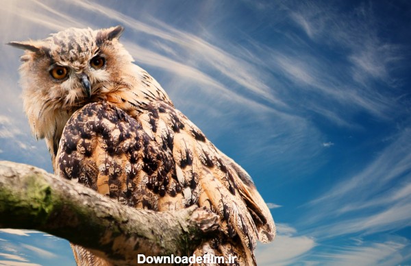 عکس جغد روی شاخه owl bird sky image