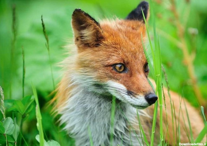2 گونه روباه ایرانی در استان لرستان شناسایی شد - تسنیم