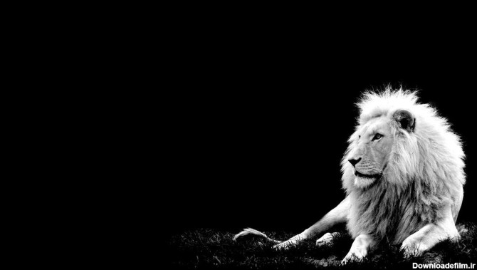 عکس سیاه و سفید از شیر