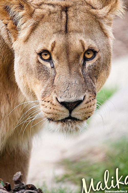 مالیکا: ملکه شیرها