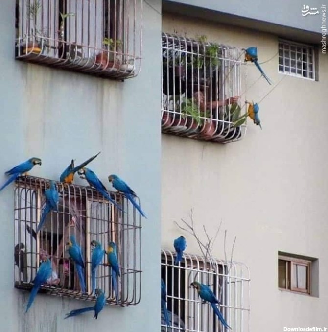 مشرق نیوز - عکس/ پرندگان آزاد مردم در قفس