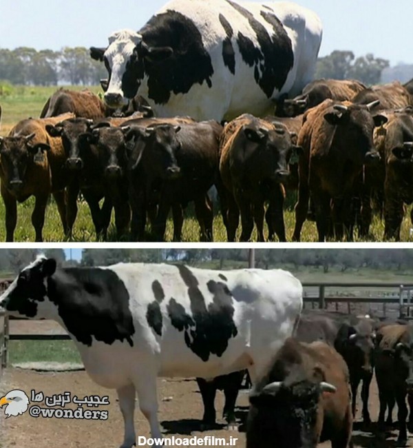 بزرگترین گاو دنیا در استرالیا!؟
