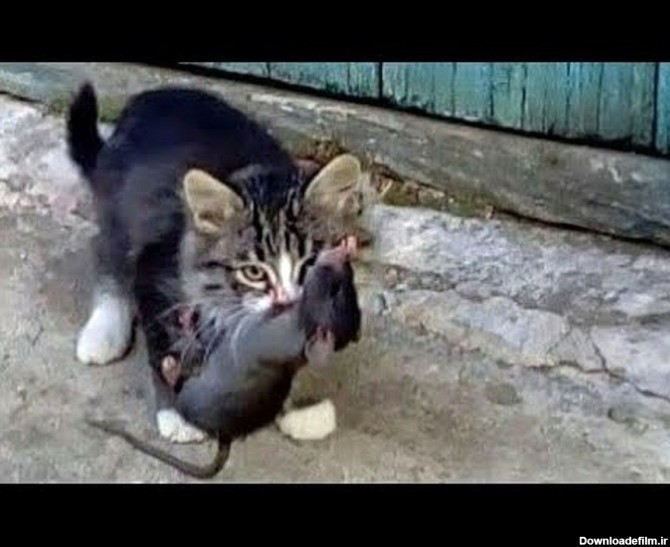 شکار موش غول پیکر توسط یک بچه گربه (فیلم)