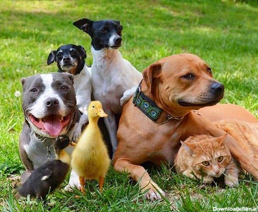 دوست شدن سگ، گربه و اردک با یکدیگر + تصاویر - مهین فال