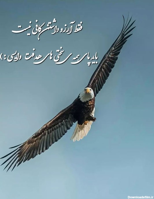 ۵۰ شعر و متن در مورد عقاب و پرواز عقاب، بسیار زیبا - ستاره
