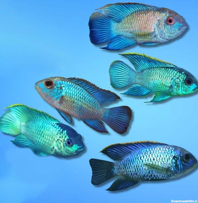 ماهی سیکلید بلو آکارا | فروشگاه آنلاین آکواریوم تترا