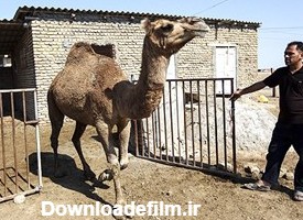 انتقال شتر به قربانگاه در ترکمن صحرا