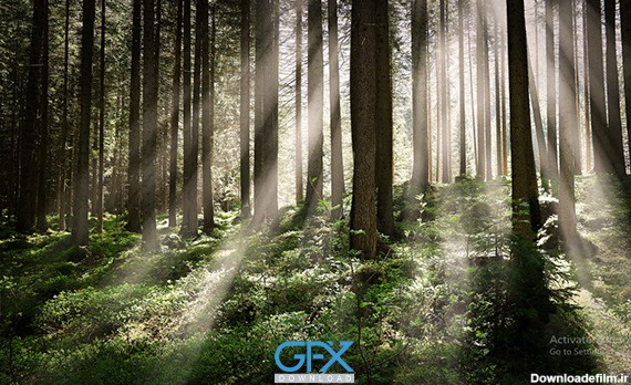 15 عکس جنگل⭐دانلود عکس جنگل زیبا برای پروفایل و پس زمینه