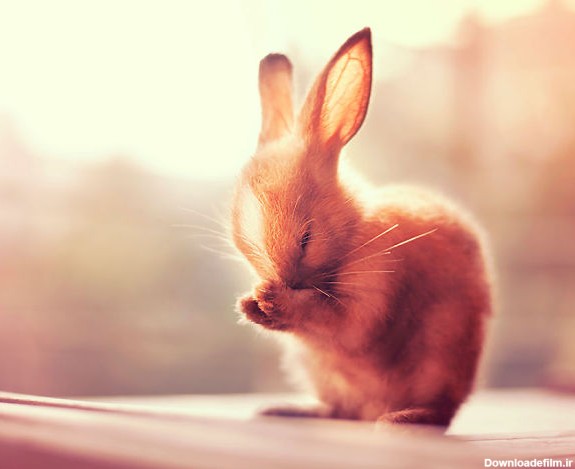 آخرین خبر | عکس/ خرگوش های کوچک بازیگوش