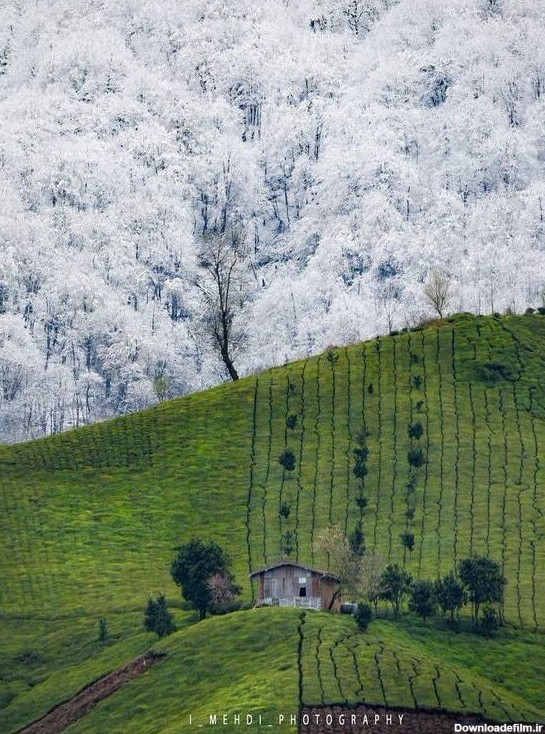 عکس بهار زمستان