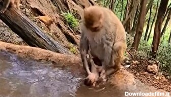 تصویری که ندیدید؛ میمون مادر در جنگل بچه‌‌اش را می‌شوید/ درست شبیه انسان (فیلم)