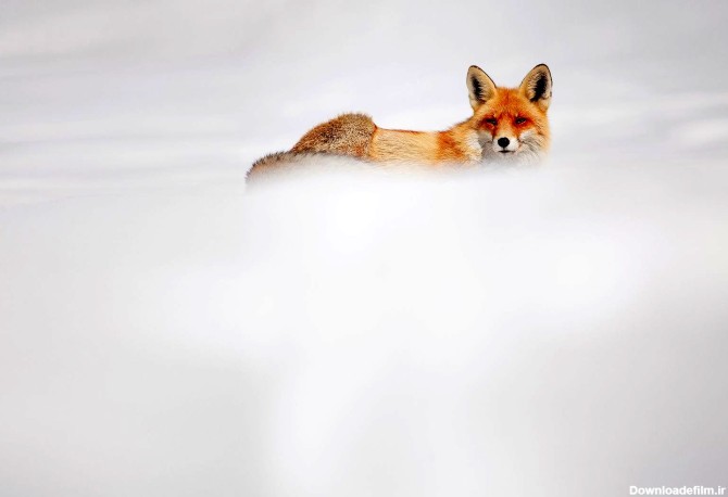 روباه قرمز در عکس روز نشنال جئوگرافیک