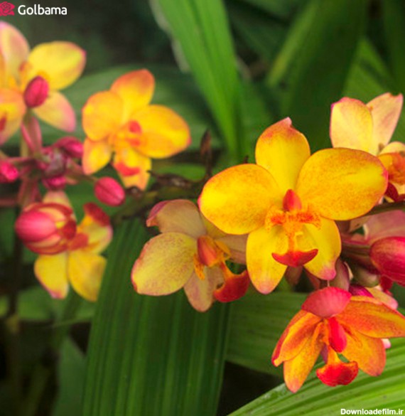 لاکچری‌ترین نوع گل‌های آپارتمانی معطر: 4. گل ارکیده (Orchids)