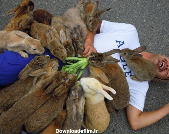 عکس/ حمله خرگوش ها به انسان