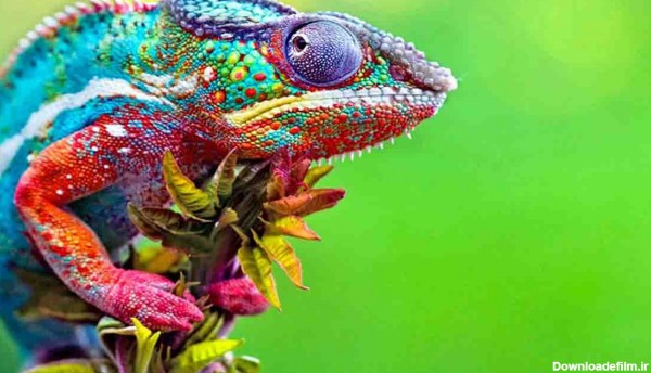 حیوانات با رنگ‌های غیر منتظره! +عکس | اقتصاد24